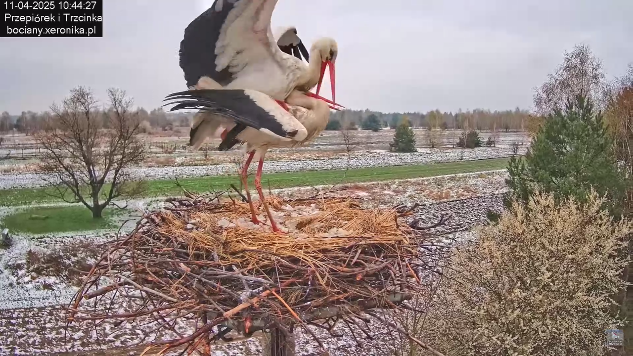 11042025bociany_21