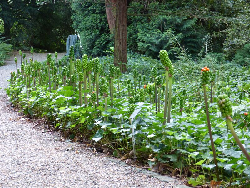 2014-07-13 Arboretum Härle 46