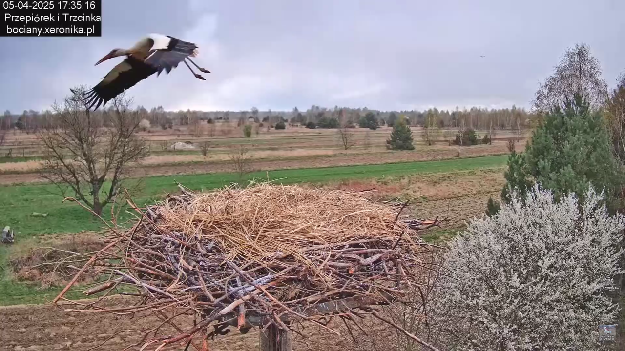 05042025paresekundwgniezdzie_38