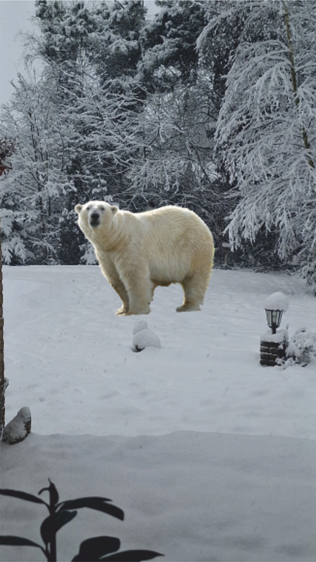 ijsbeer-in-tuin-achter.jpg