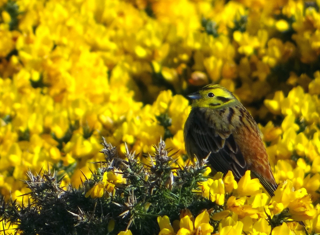 YELLOWHAMMER 13 170424