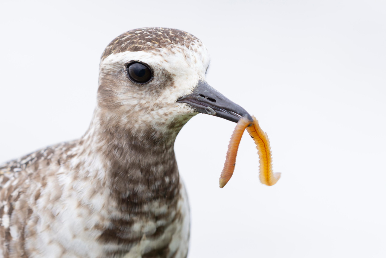 Amerikaanse goudplevier zonder bescherming.