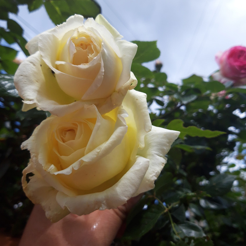 20190603_112303