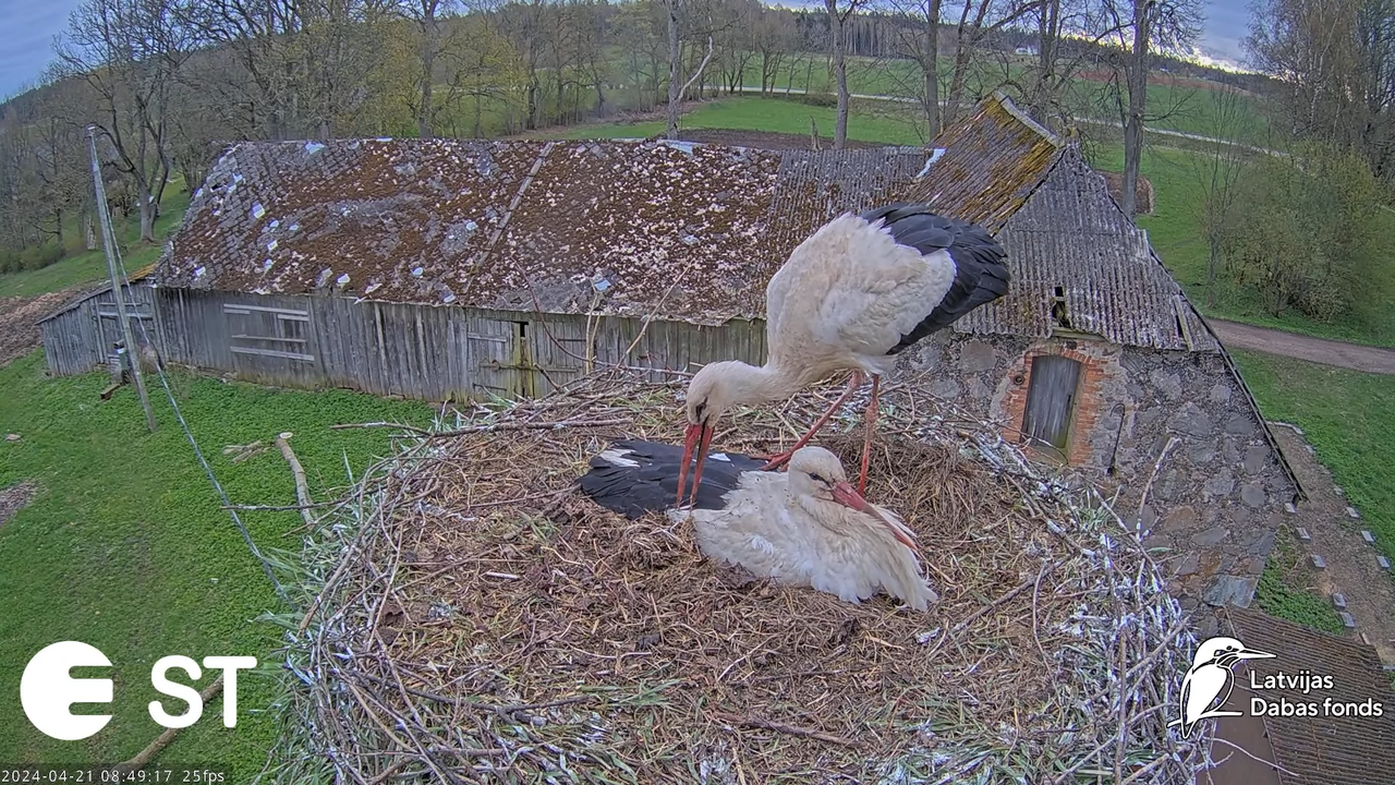 Baltie stārķi (Ciconia ciconia) Tukuma novadā - LDF tiešraide __ White storks in Tukums, Latvia 11-5