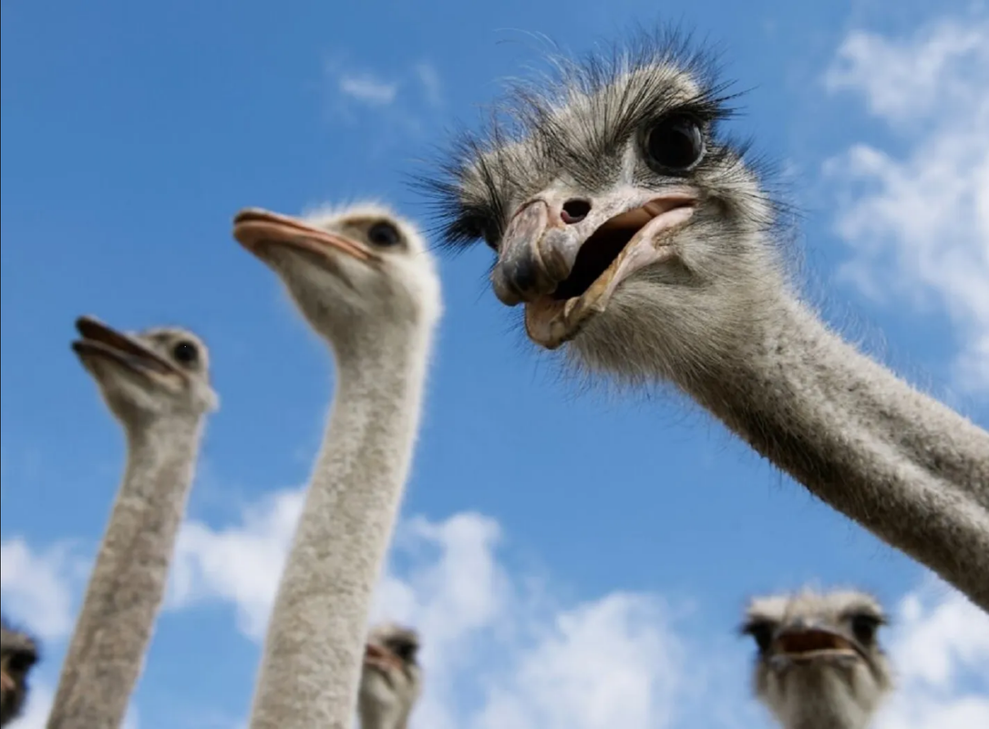 Avestruces se dan a la fuga en Canadá, la policía montada no logra capturarlas