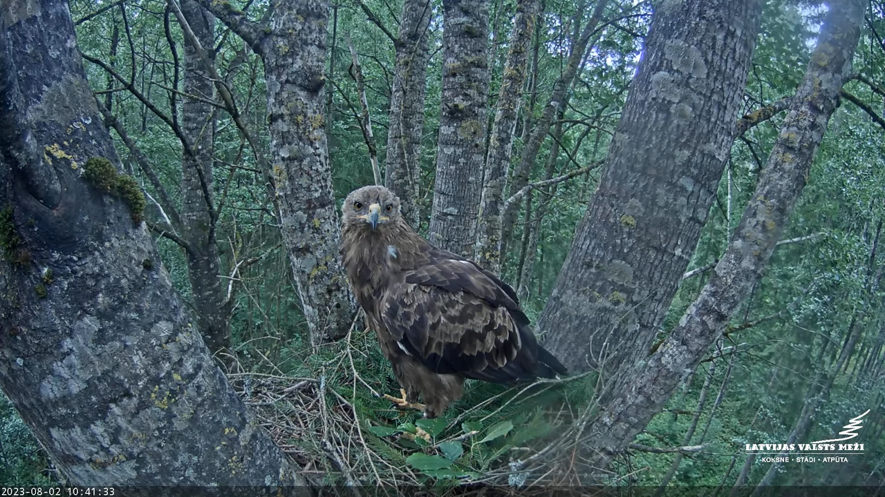 LVM Mazais ērglis Aizkuja, apse 2 - Lesser Spotted Eagle 13-16-17 screenshot