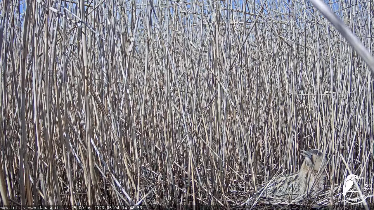 Lielais dumpis (Botaurus stellaris) Engurē - LDF tiešraide 6-38-18 screenshot