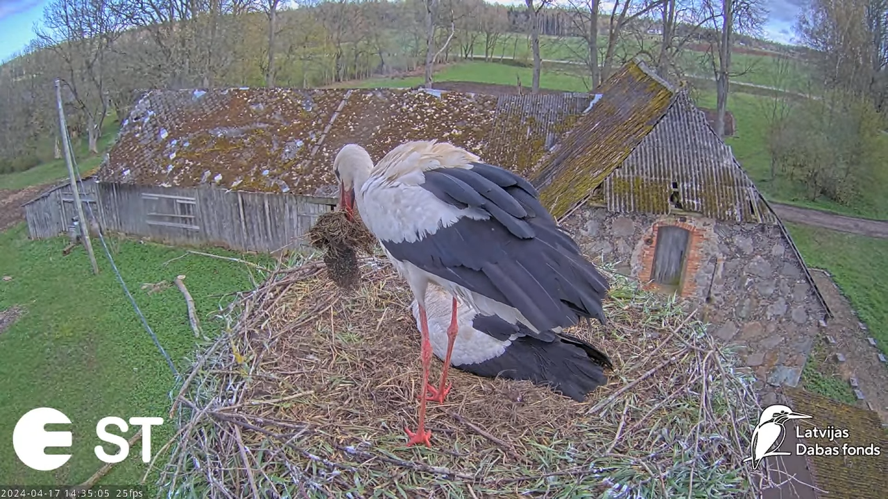 Baltie stārķi (Ciconia ciconia) Tukuma novadā - LDF tiešraide __ White storks in Tukums, Latvia 8-15