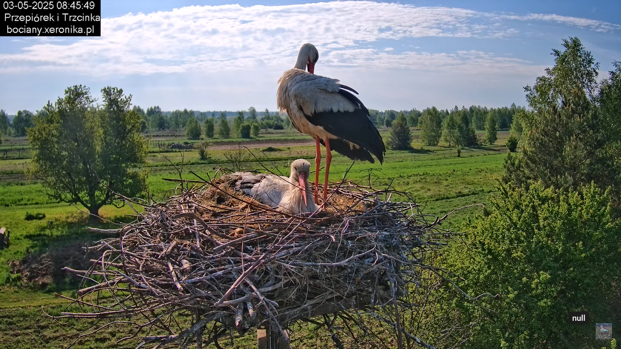 03052025bociany10