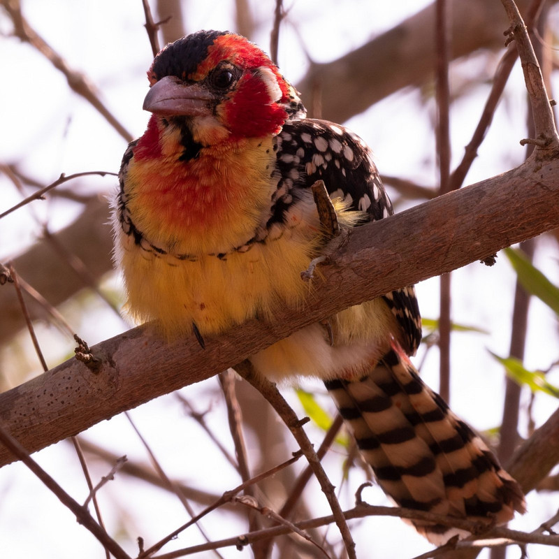 yellow-red-and-yellow-barbet-6065322-1280.jpg