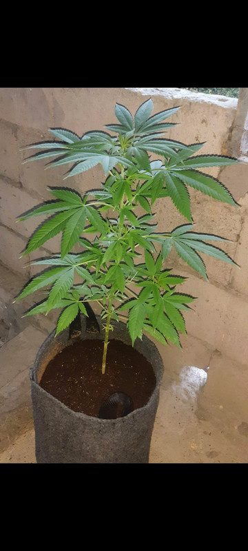 Screenshot_2023-07-31-22-16-36-328_com.google.android.apps.photos