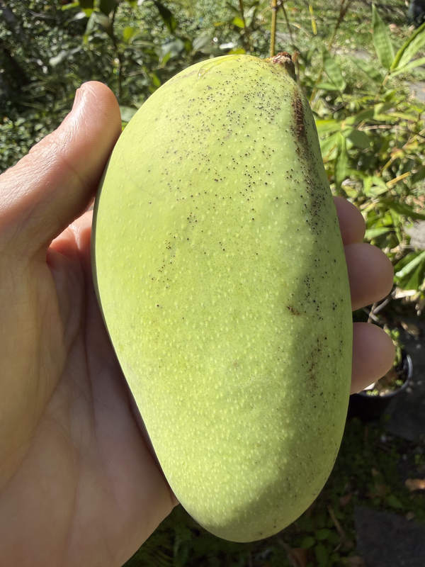 Mango OS 1st Fruit 4 6 2026