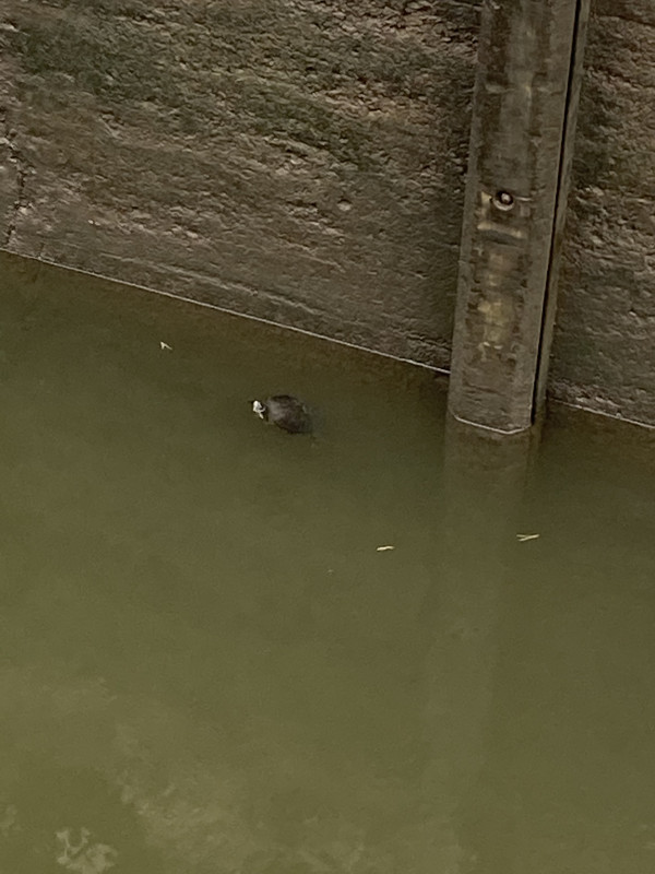 82D37B97-AAFE-4E96-AF39-30BEE9F2EDF6