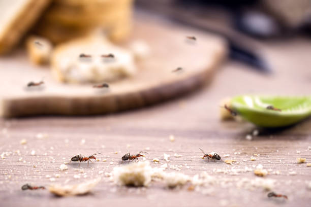 Quality Pest Control Cedar Grove | Professional Pest Elimination Services