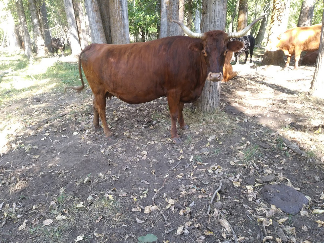 jersey longhorn cross