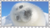 made by @transmascgarfield on tumblr