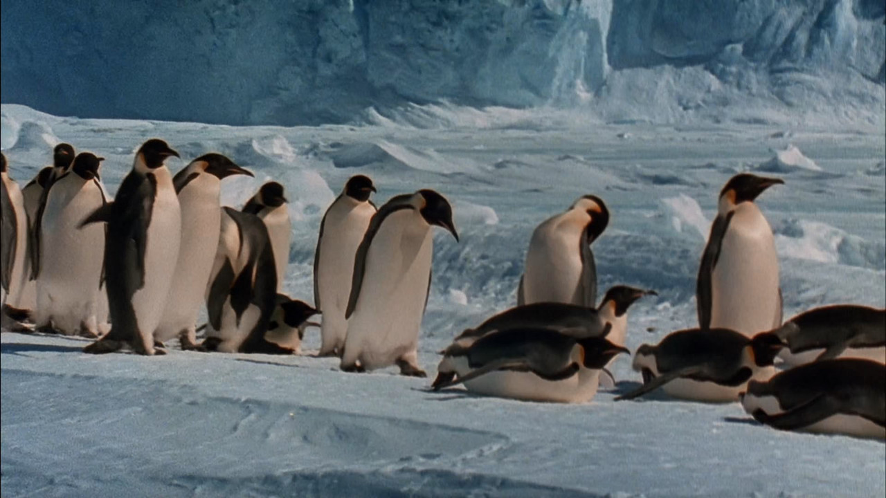 March of the Penguins (2005) (1080p BluRay x265 Silence)-3