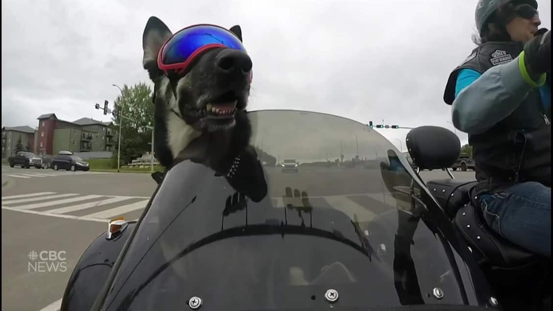 Мотоциклист со своим псом собрал более 200 000 долларов на благотворительность