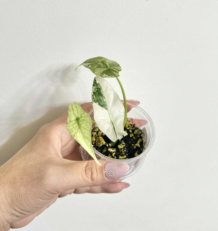 Alocasia Simpo Albo Variegated 1month
