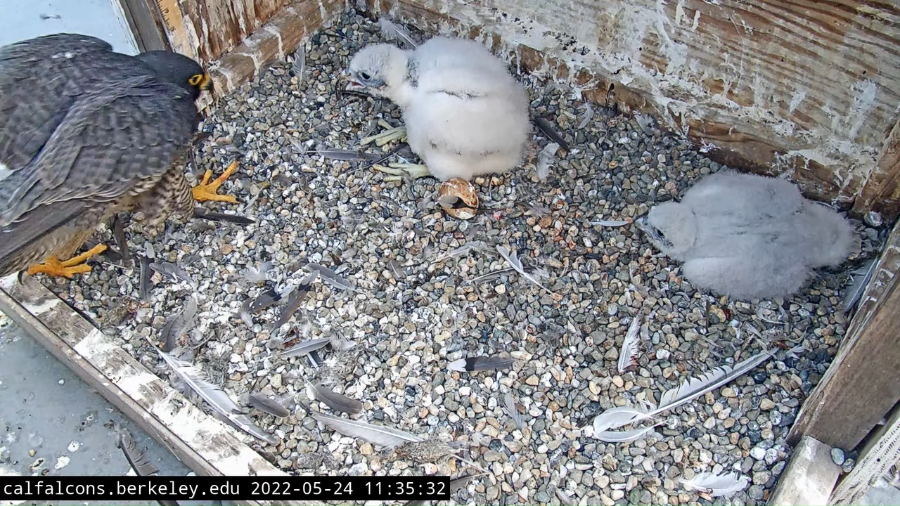 Cal Falcons Nest Cam, UC Berkeley 6-57-37 screenshot (1)