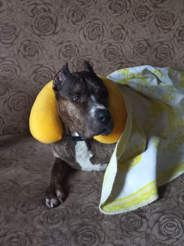 1CB03651-6639-4A09-97BA-FC2322189BA7