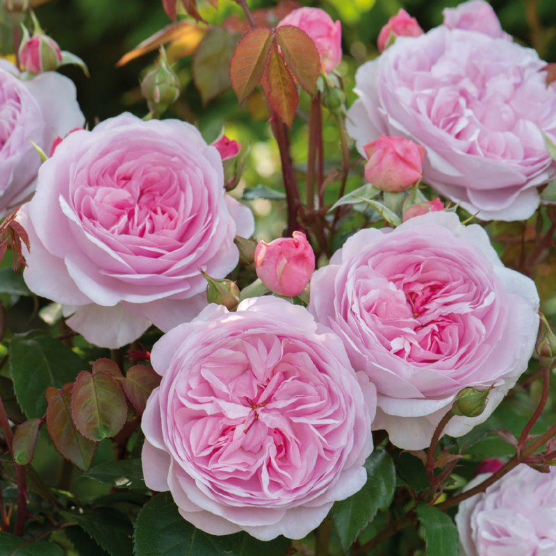 Оливия Роуз Остин новое поколение английских роз