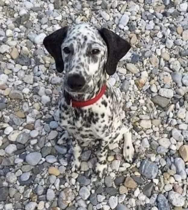 8DDE6F32-0160-4AB2-B947-3E81935D733E