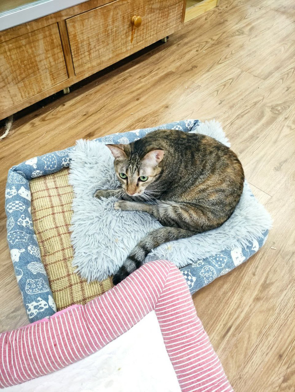 寵物志工服務日 5