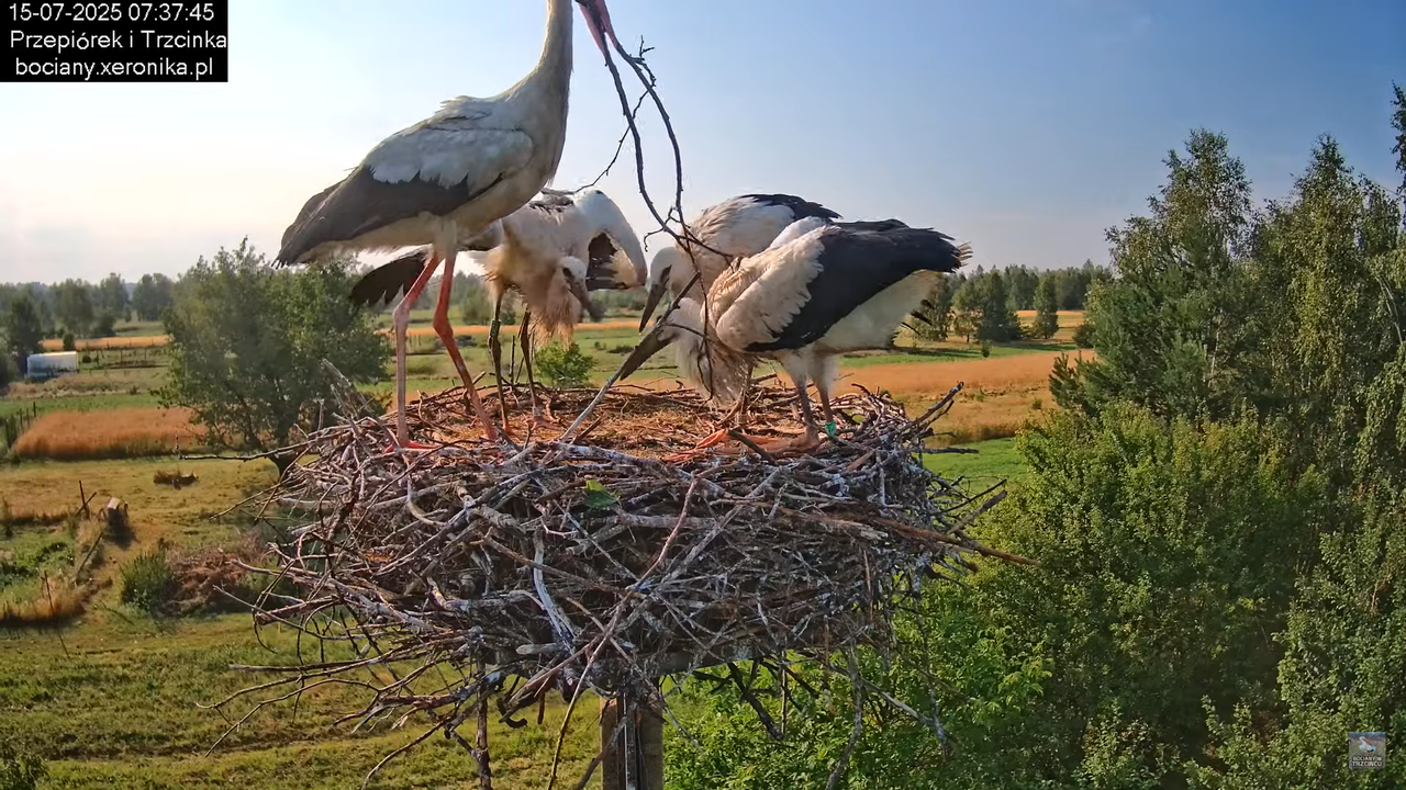 15072025bociany12