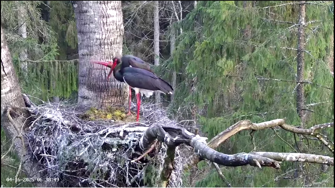 Ekrānuzņēmums 2025-04-16 064153