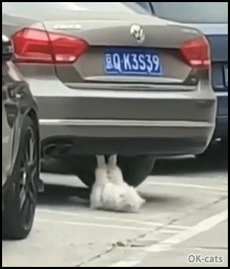 Crazy-Cat-GIF-Incredible-cat-doing-purrfect-sit-ups-in-the-steet-under-a-car-haha.gif