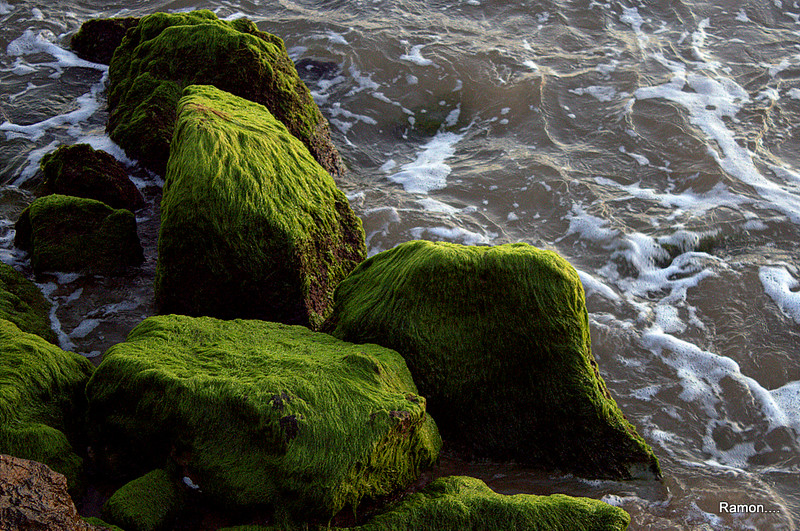 green-lichen-rocks.jpg