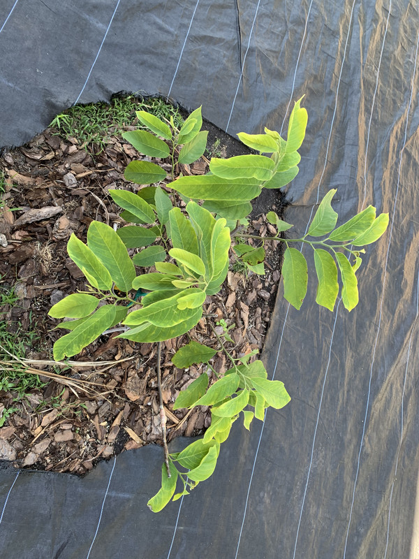 A1949F40-2965-47CA-BAAE-6E5D674A06DF