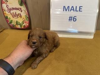 belle male 6
