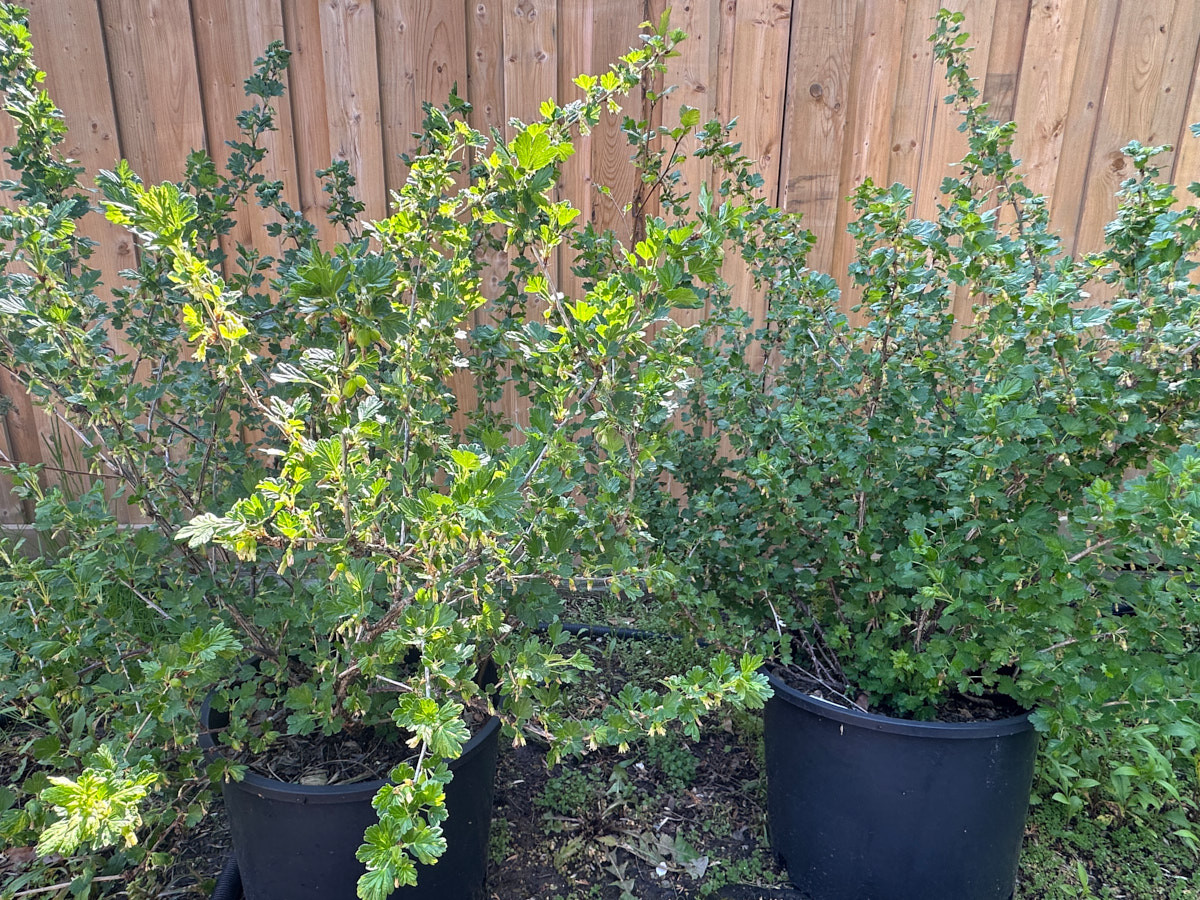 gooseberries.jpg