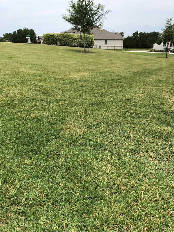 PGR effects or disease - HELP needed | Lawn Care Forum