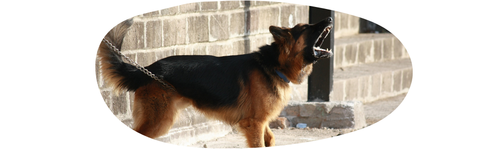 Vierbeiner Alarm: Hund bellt oder jault ständig alleine - Nachbarn beschweren sich wegen Lärmbelästigung und Ruhestörung!