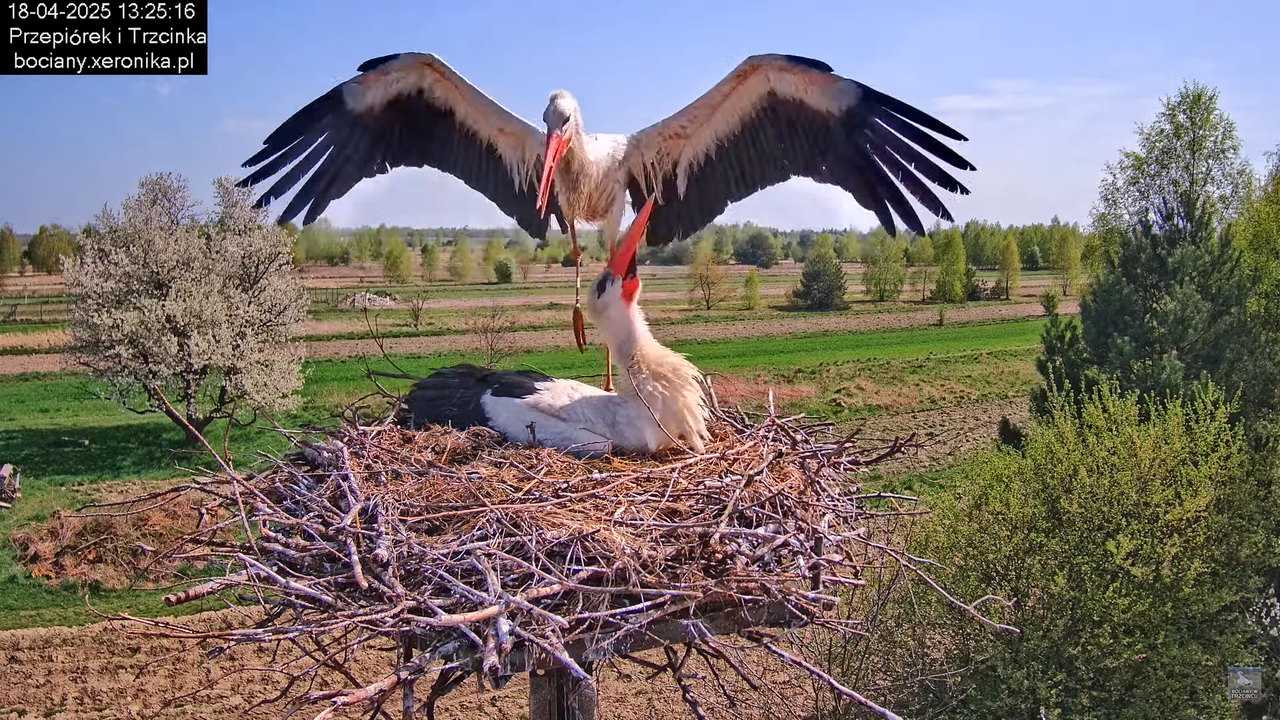 18042025bociany8