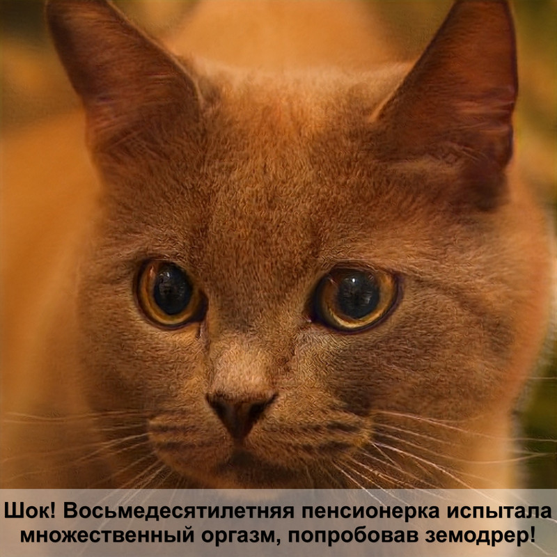 кошка чешется выдирает шерсть