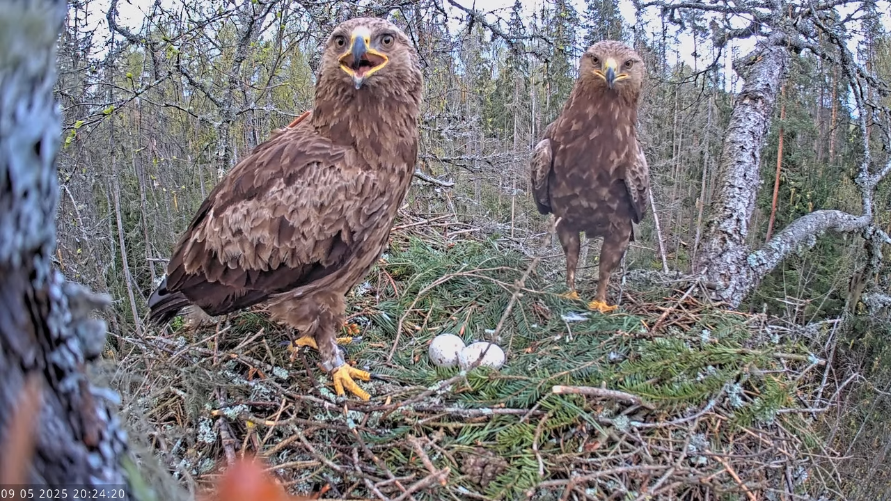 Väike-konnakotkas __ Clanga pomarina __ Lesser Spotted Eagle 14-0-20 screenshot