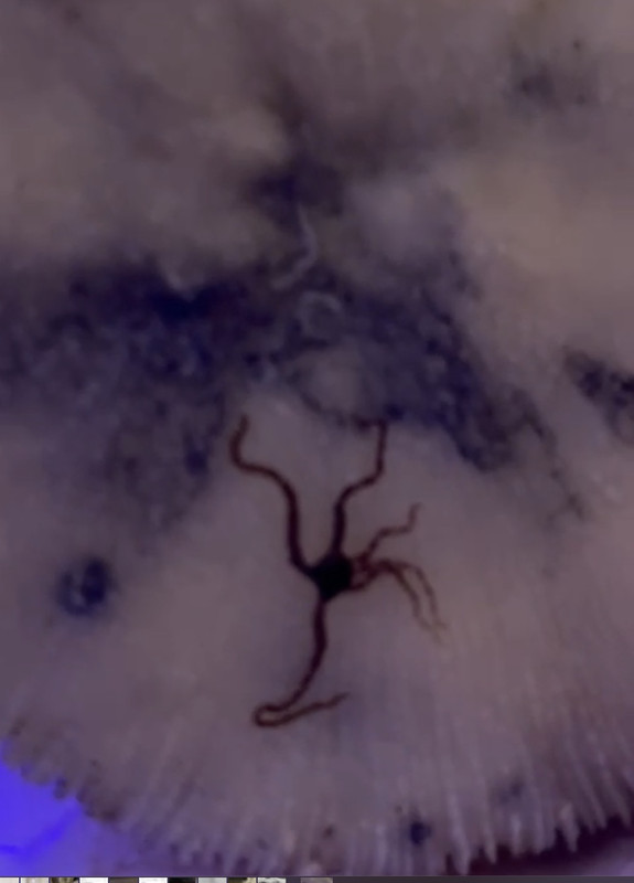 Istantanea schermo 2021-03-31 (22.46.33)