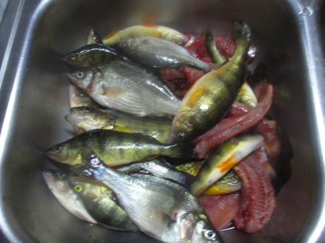 stankys bullhead and perch 004