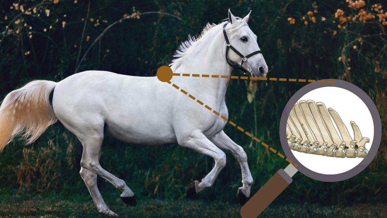 Examen palpatoire du dos et du bassin du cheval : méthode pas à pas