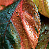 Rain-A-2