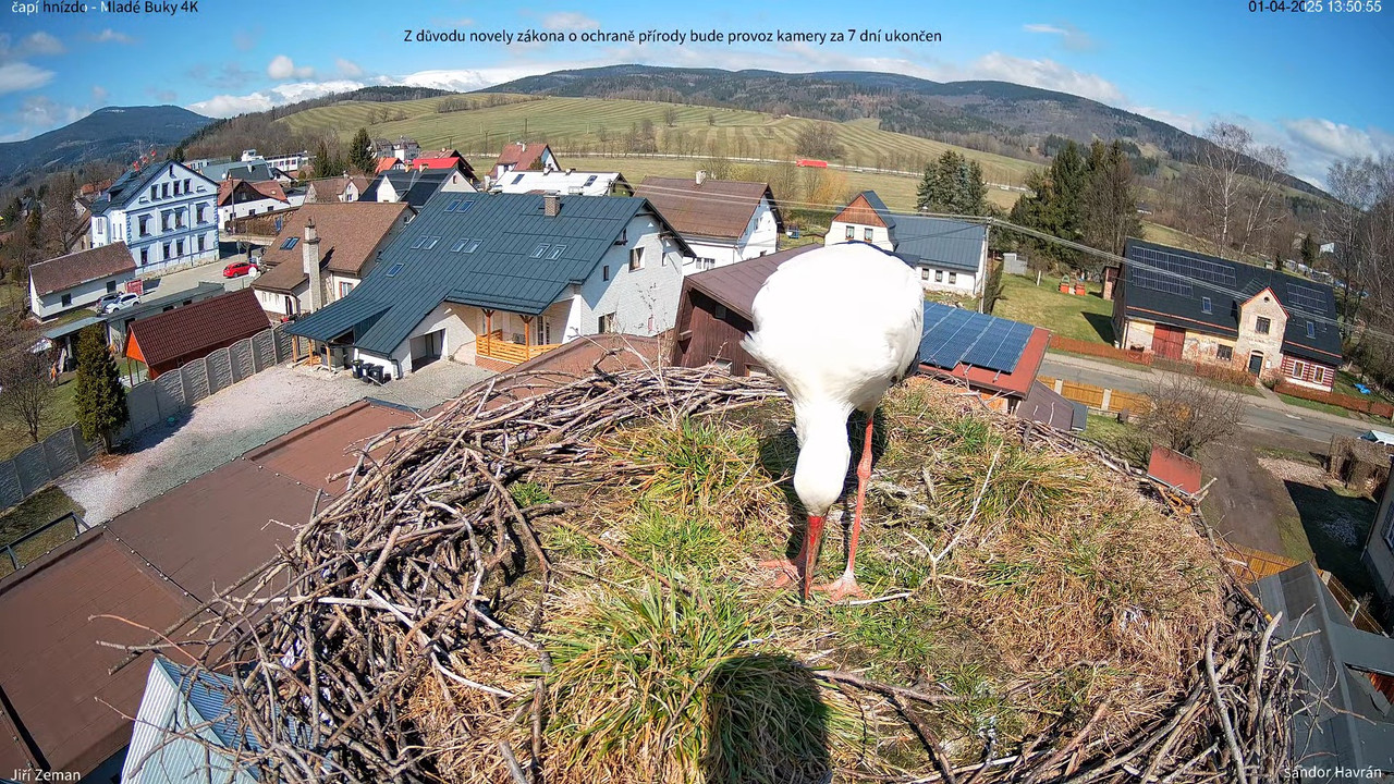 Tiešraides kamera — Mladé Buky — stārķa ligzda 4K 16-41-32 screenshot