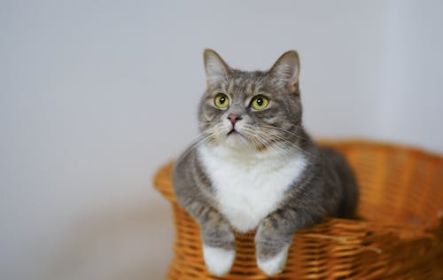Airtight Pet Treat Storage