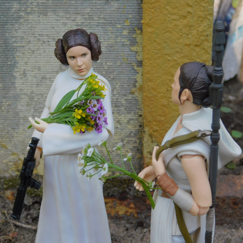 Дачно-Харлинский июнь-июль 2024 223