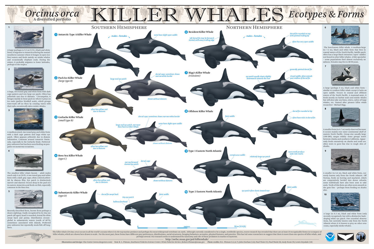 https://i.postimg.cc/QCqRgkwB/Killer-Whale.jpg