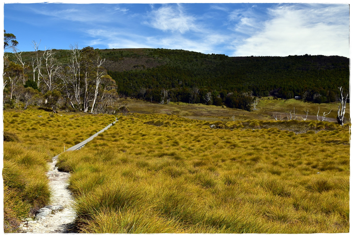 Cradle Mountain National Park - Australia (II): Recorriendo Tasmania (8)