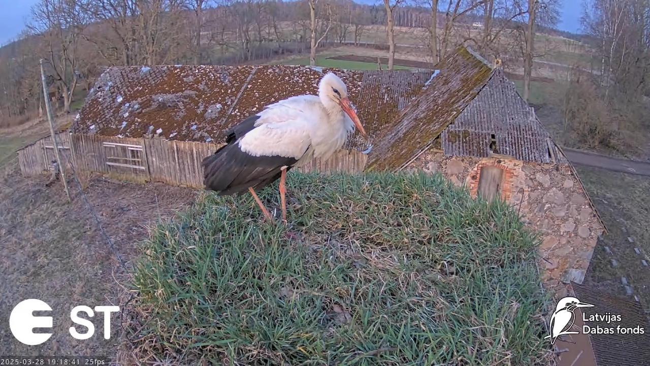 (16) Baltie stārķi (Ciconia ciconia) Tukuma novadā __ White storks in Tukums, Latvia - YouTube - 867